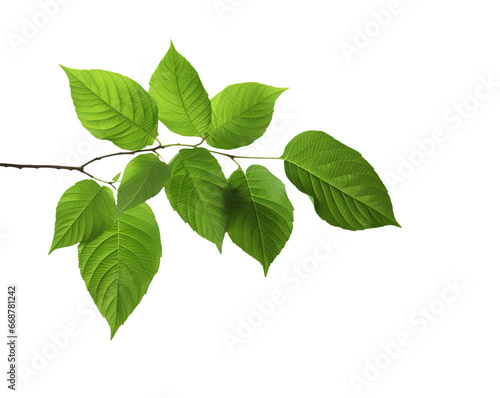 Green leaves on a branch coming from side isolated on transparent background PNG