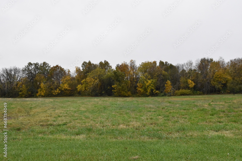 Fototapeta premium Grass and Trees in a Field
