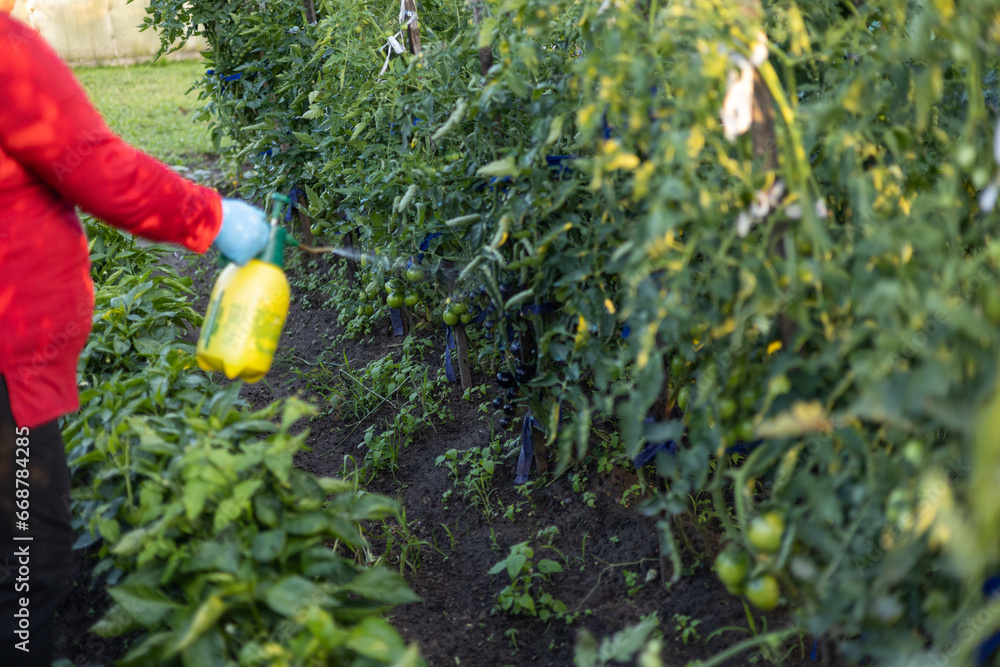 Fototapeta premium In the garden, a woman treats tomatoes with a solution from a spray bottle. The gardener takes care of his vegetables in the garden and treats them with a protective solution from a spray bottle.