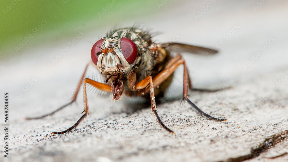 macro of a fly