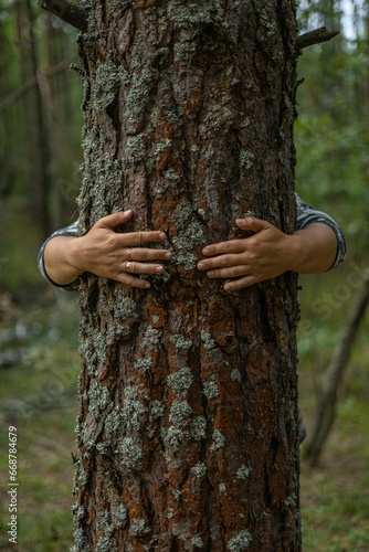 Hands hug a tree trunk in the forest, protecting it. Man cares about nature and tries to preserve it. Hands on the trunk of a mighty tree lovingly embrace him, protecting him. Forest care concept.