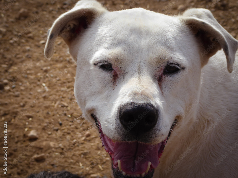 REFUGIO DE ANIMALES