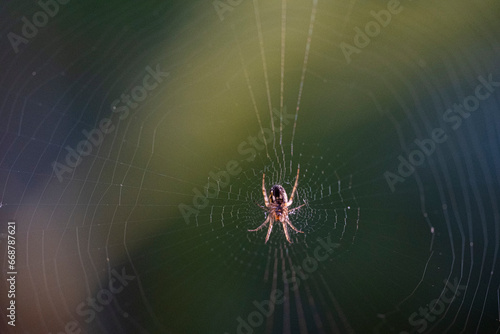 Araña en la telaraña