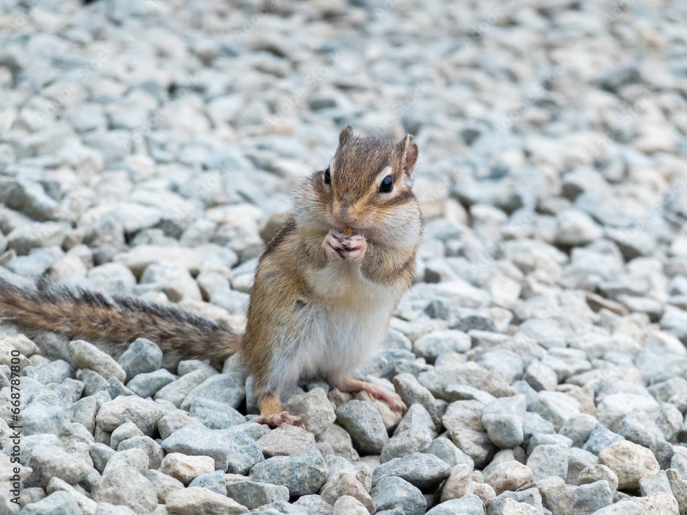 シマリスとエゾリス シマリスとエゾリス