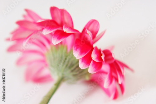 Gerbera macro. Pink flower. Tenderness.