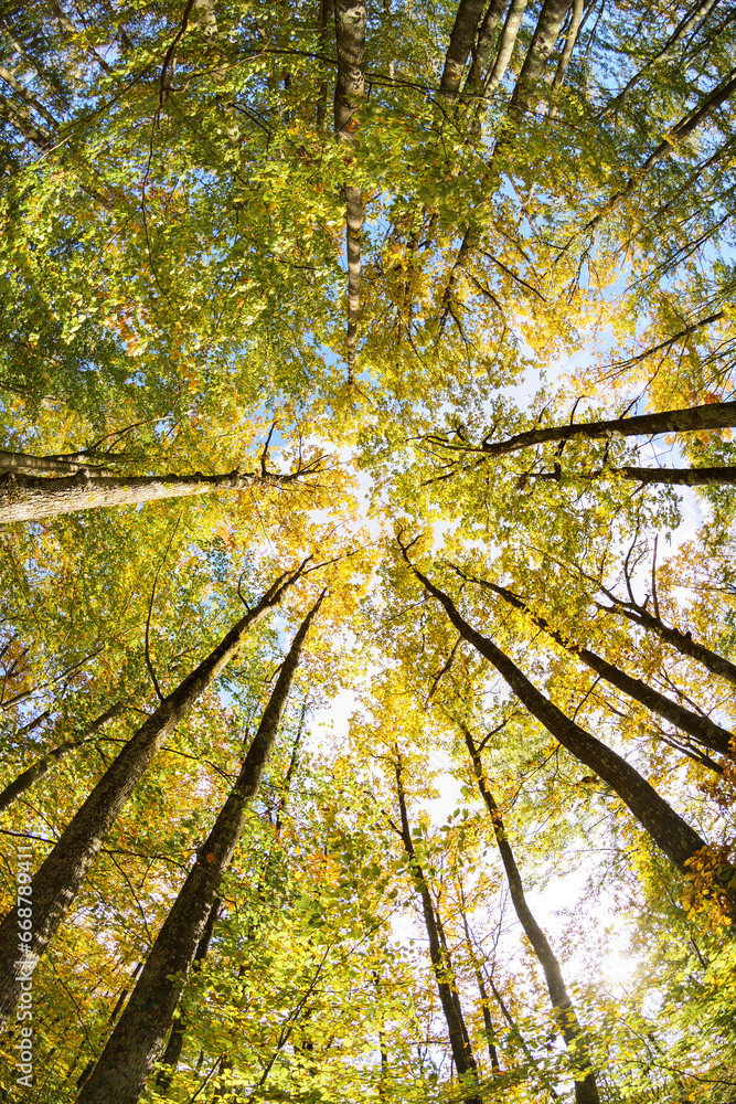 The trees in the forest with yellow leaves, photographed from the bottom up. Autumn vibes