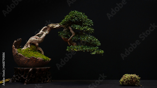 Canvastavla bonsai de buis semi cascade