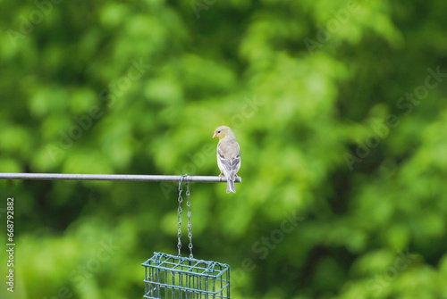 Female American Gold Finch on a Suet Feeder photo