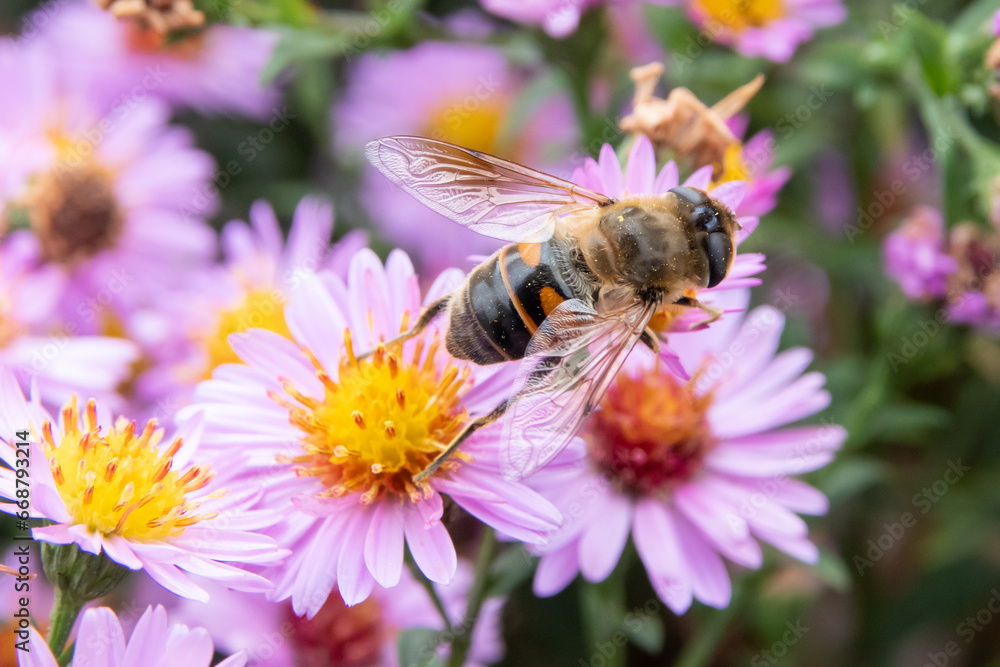 bee on flower bee on flower