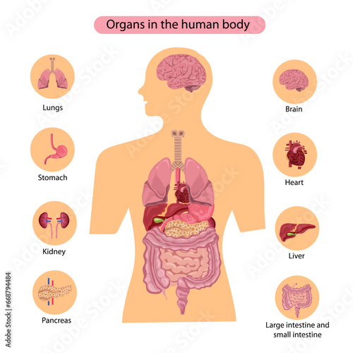 Human internal organs. Parts of human internal organs.
