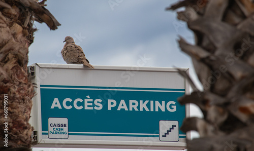 a bird perched on a park sign betweem two palms 