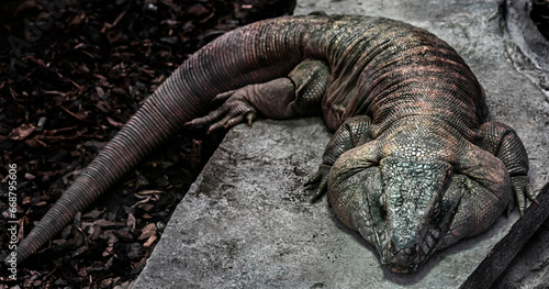 Red teju lizard male on the stone. Latin name - Salvator rufescens