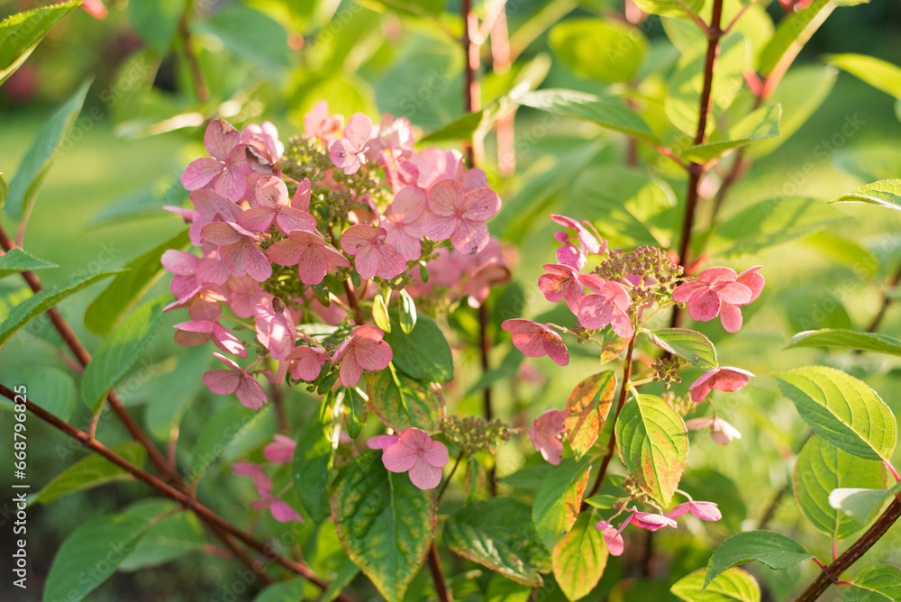Paniculate hydrangea variety Wim's Red with beautiful bright pink inflorescences in autumn in the garden Paniculate hydrangea variety Wim's Red with beautiful bright pink inflorescences in autumn in the garden