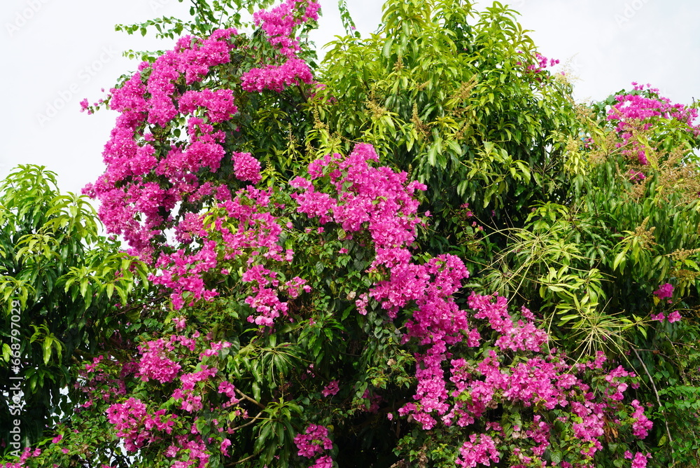 Bougaivillea flowers growing in front of the house
