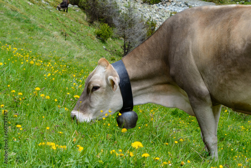 Glückliche Kuh auf der grünen und saftigen Sommerwiese auf einem Berg in den Alpen
