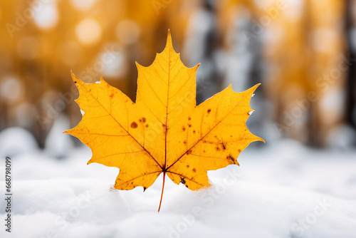 maple leaf on snow, season weather change , Autumn and snow.