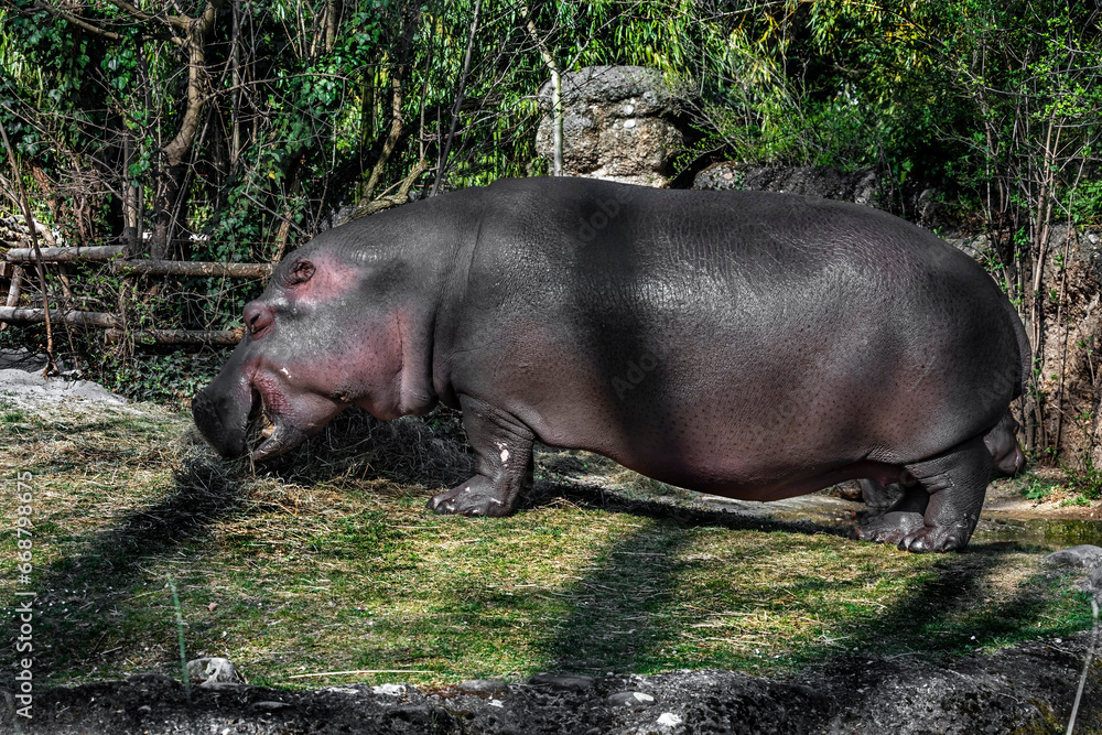 Hippopotamus eats hay. Latin name - Hippopotamus amphibius	