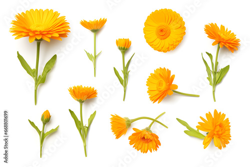 Set of Caledula or marigold flower isolated on white background