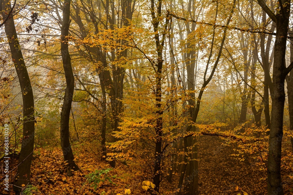 The landscape of a golden forest during a beautiful sunny autumn day.