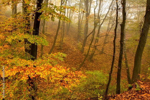 Fototapeta Naklejka Na Ścianę i Meble -  The landscape of a golden forest during a beautiful sunny autumn day.