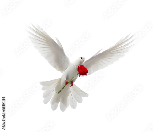 a white dove flies free carrying a rose isolated on a transparent background. Generative AI 