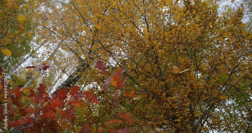 Autumn is the season. Yellow leaves on tree branches. In the autumn forest, leaves fly from the trees. Beautiful park landscape. Autumn is the season. Yellow leaves on tree branches. In the autumn forest, leaves fly from the trees. Beautiful park landscape.