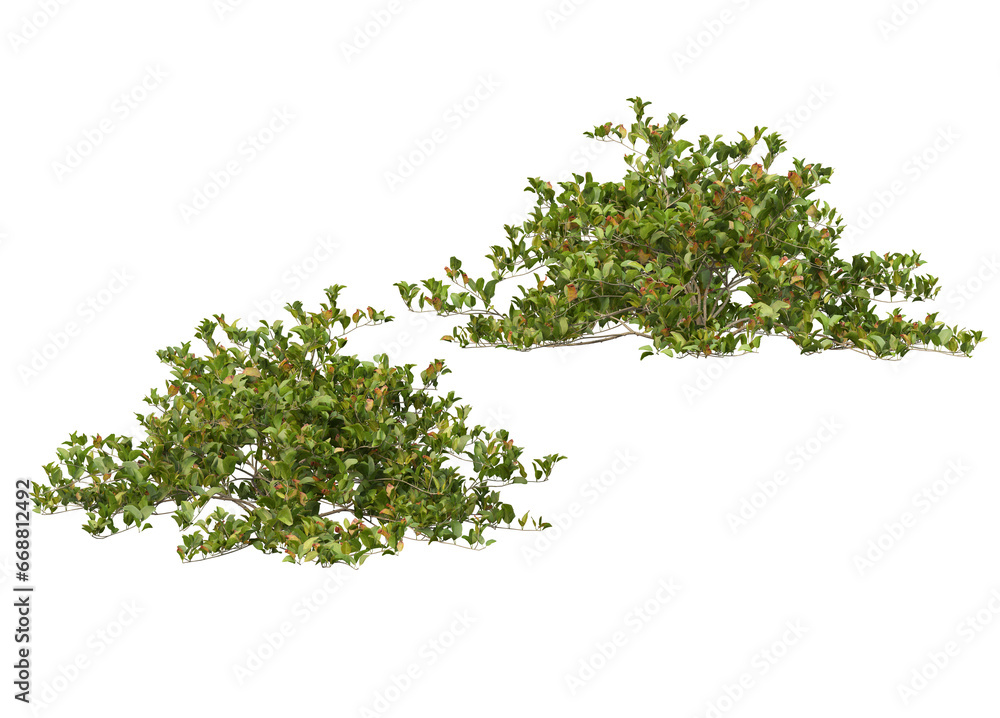 Obraz premium Variety of trees and flowers on transparent background