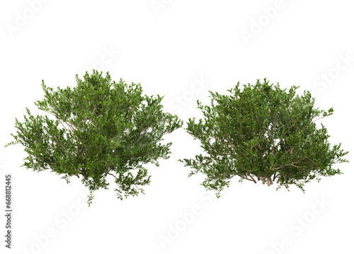 Variety of trees and flowers on transparent background