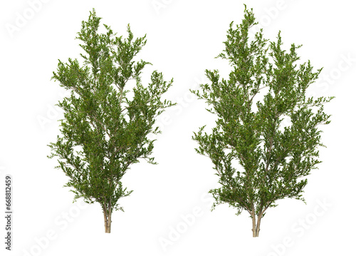 Variety of trees and flowers on transparent background © jomphon