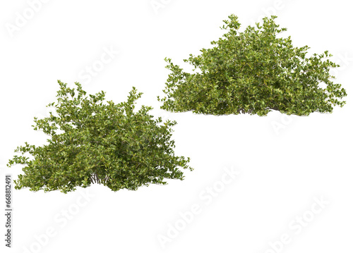 Variety of trees and flowers on transparent background