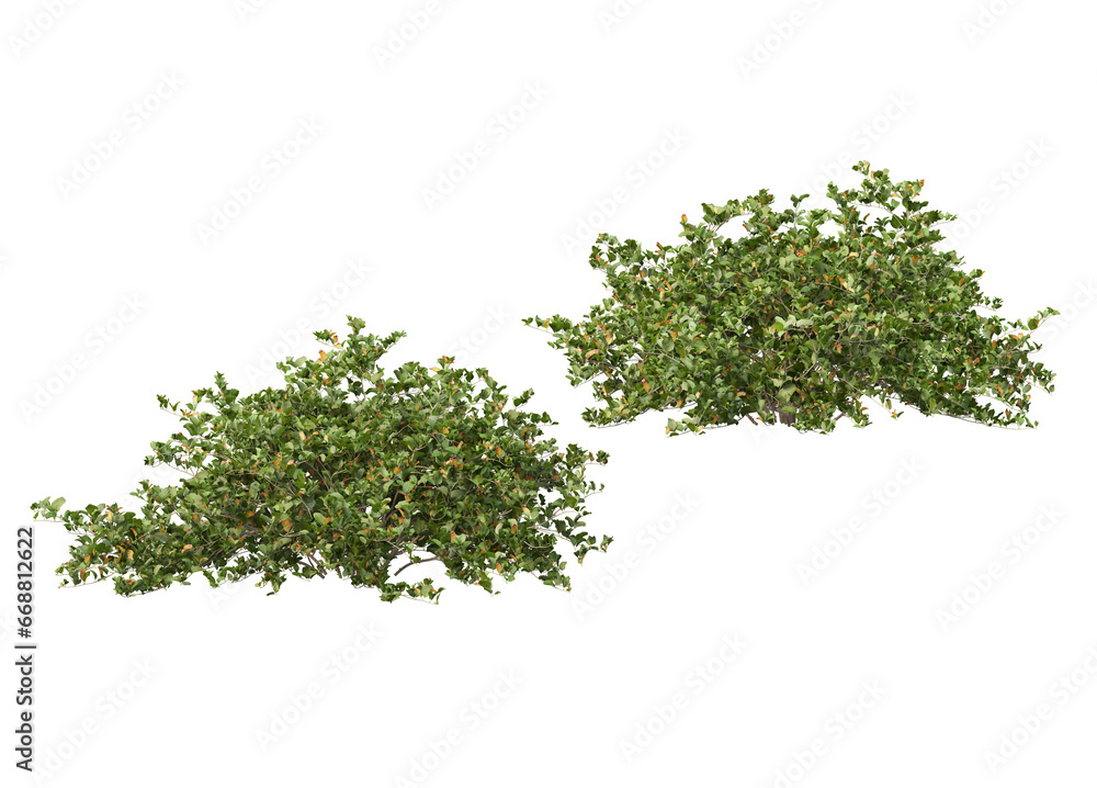 Variety of trees and flowers on transparent background Variety of trees and flowers on transparent background