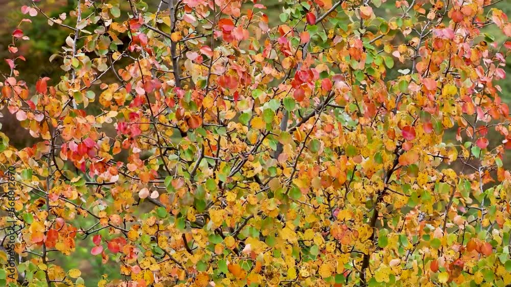 Wind blows through the leaves of a tree in the autumn season. Wind blows through the leaves of a tree in the autumn season.
