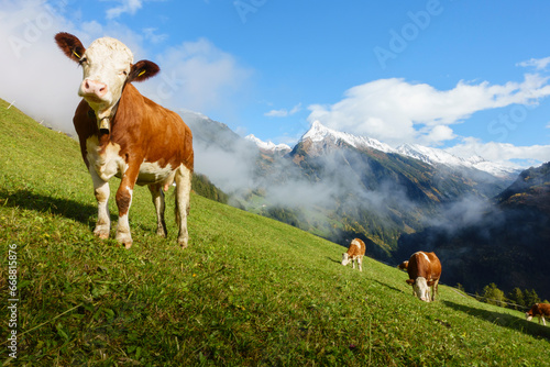 Milchkühe auf einer herbstlichen Bergwiese im Zillertal