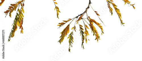 autumnal colored leaf branch isolated on transparent background, hanging natural filigree fall leaf decoration for overlay texture template