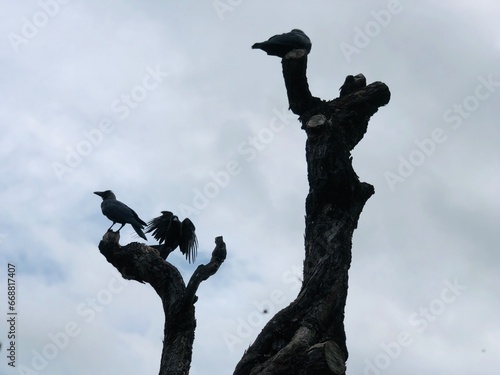 Crows in park 