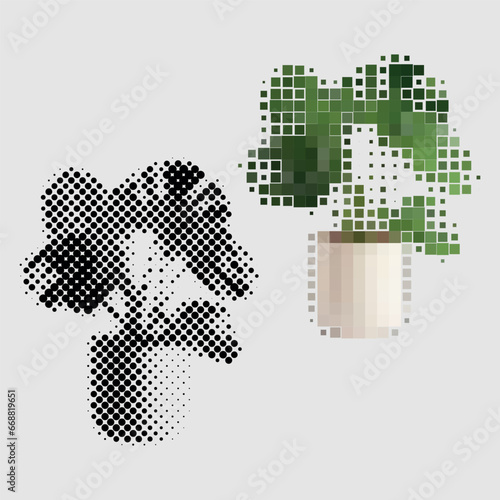 Monstera houseplant bush growing in pot to decorate home interior. Room plant with green petals. Monstera homeplant made of colored and black and white dots of different sizes. Gardening, floriculture