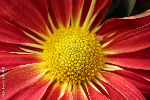 Super closeup photo of a garden mum