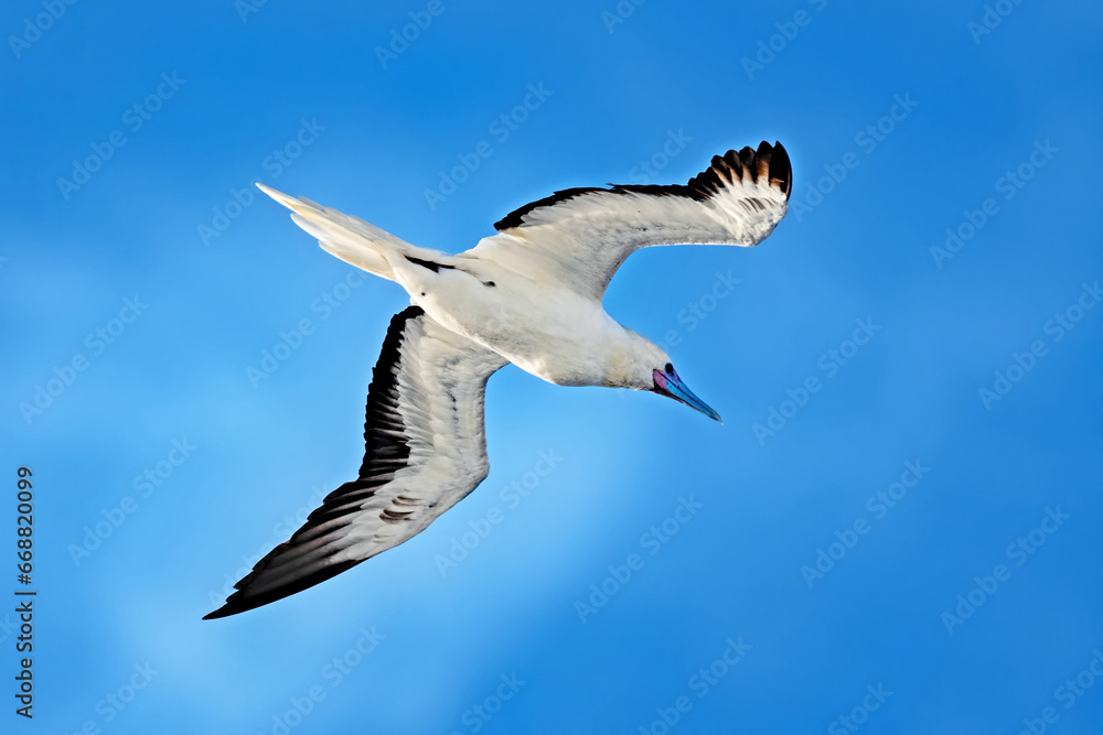 Obraz premium A young Red Footed Booby, Sula Sula, scans the Pacific Ocean for food.