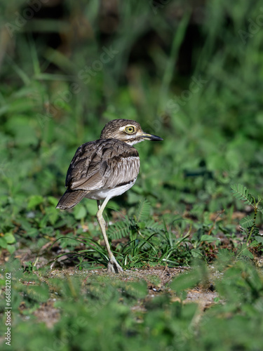 A Water Thick Knee looking foraging on lake Victoria shore in Tanzania