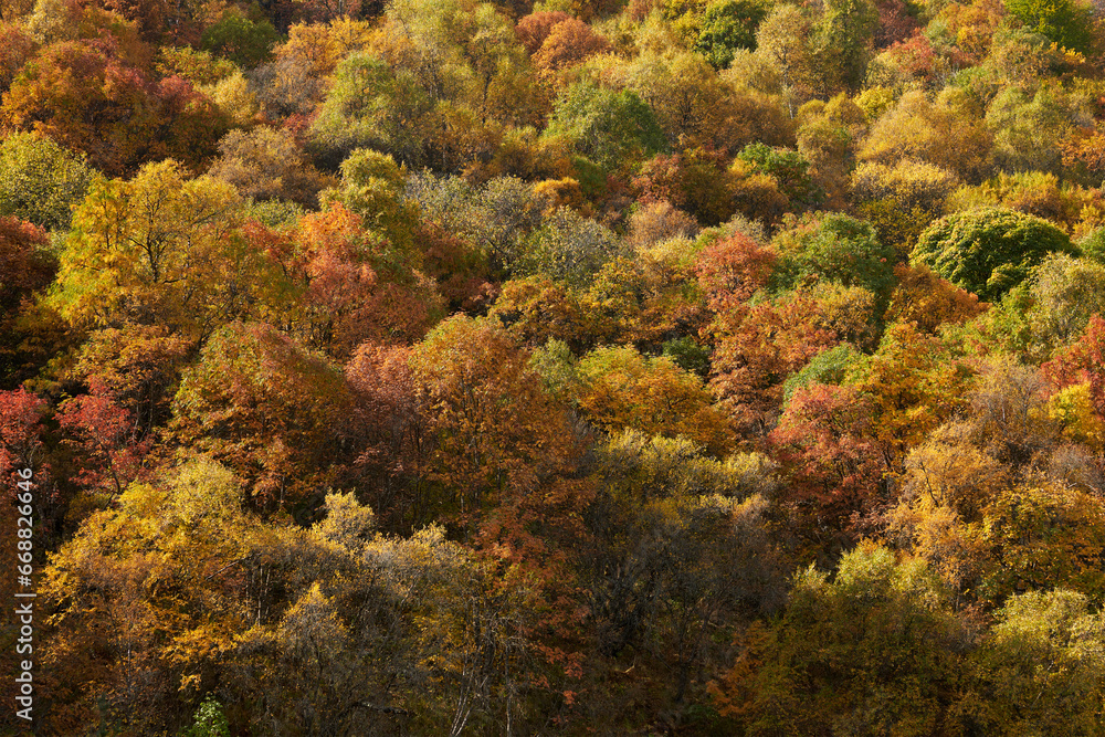 Autumn in the mountains. Thickets of trees on the highlands with yellow, red and green foliage. Natural background. Autumn in the mountains. Thickets of trees on the highlands with yellow, red and green foliage. Natural background.