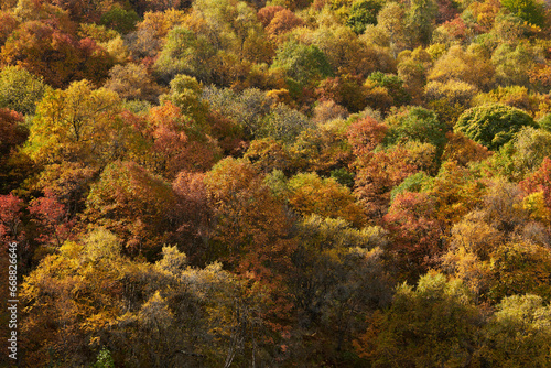Autumn in the mountains. Thickets of trees on the highlands with yellow, red and green foliage. Natural background.