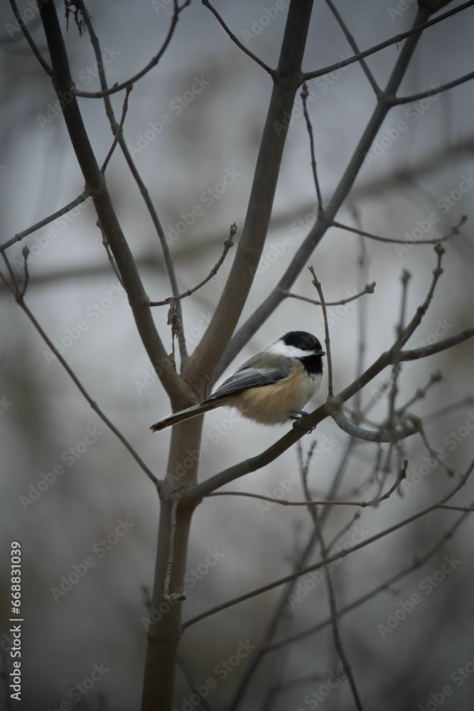 Juvenile Brown-headed Chickadee perched on a weathered tree branch, looking off into the distance Juvenile Brown-headed Chickadee perched on a weathered tree branch, looking off into the distance