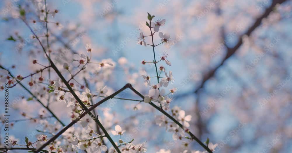 Close-up of blossoming cherry tree in spring Close-up of blossoming cherry tree in spring