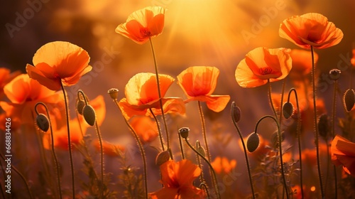 The golden glow of evening sun backlighting a cluster of wild poppies, turning them into nature's lanterns.