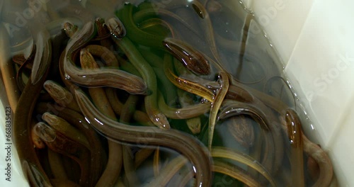 Asian delicacy eels in the streen market in Thailand.A bowl of small eel swarming at the fish market. photo