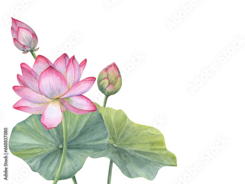Floral composition of Indian sacred lotus flowers with leaves. Water lily, Indian lotus, green leaf, bud. Space for text. Watercolor illustration for greetings, package, label.