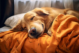 Golden retriever sleeping on sofa