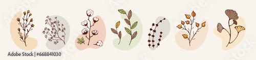 set Dry Herbs, Dried Flowers. Natural medicine. Colored Vector illustration Cotton, leaves and twigs