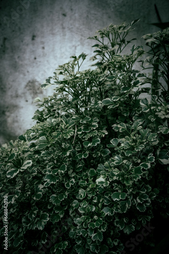 Moody Green Leaves with a touch of otherworldly beauty.