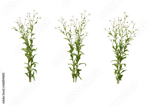 Variety of flowers and trees on transparent background